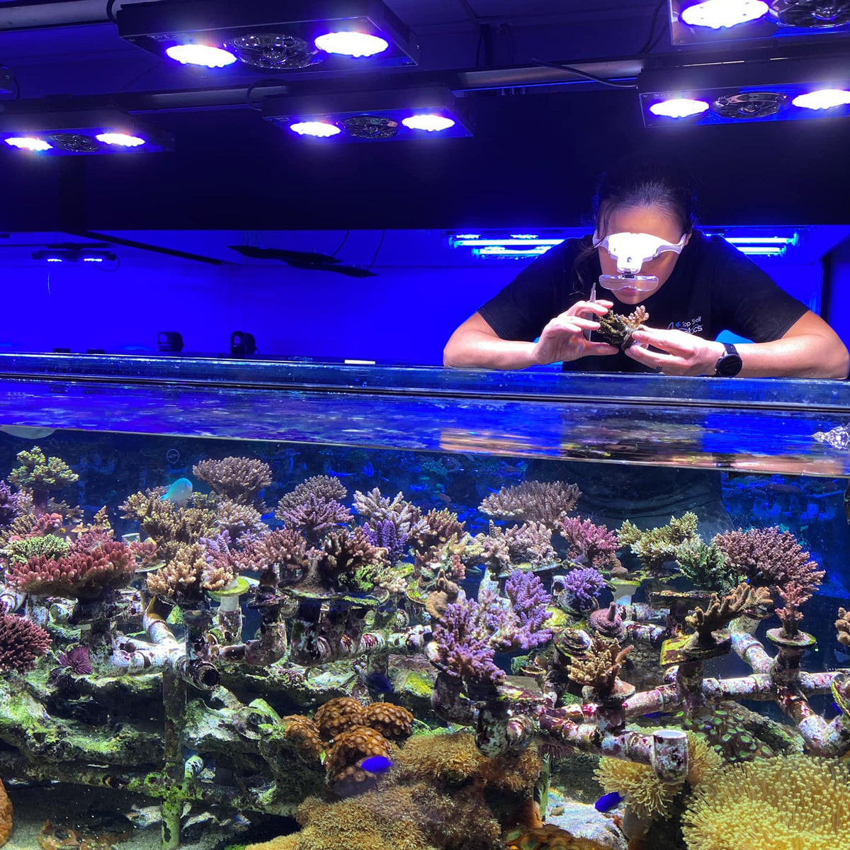 View of Intro to Lighting! Learning the Basics of Saltwater Aquarium Lighting ...