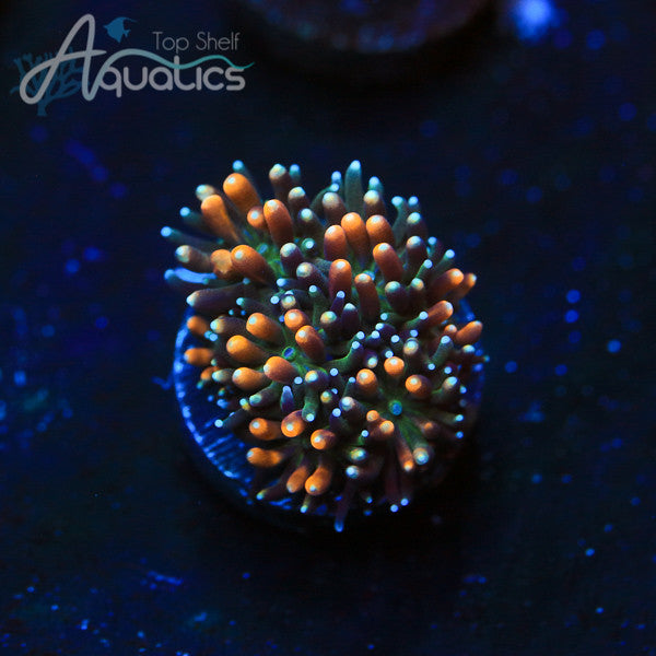 Coral Care Series: Galaxea