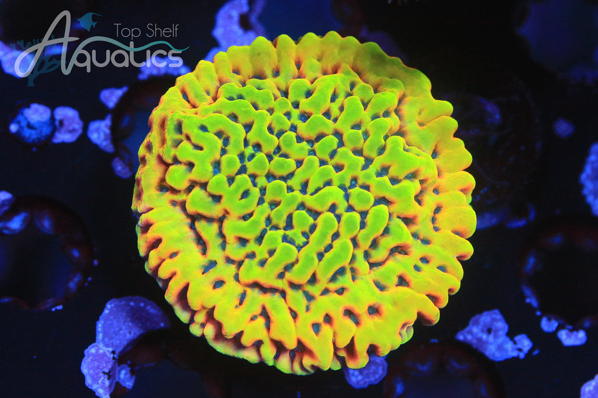 Image showcasing How to Change Your Saltwater Tank Water – Top Shelf Aquatics
