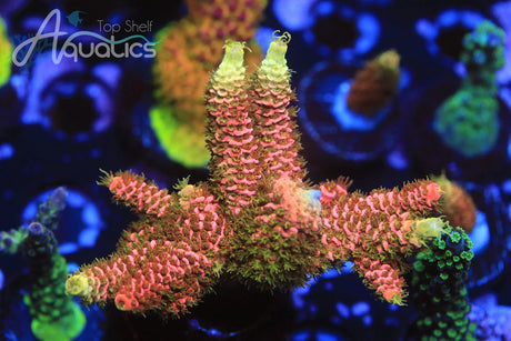 What Is SPS Coral and How Do You Care For It?