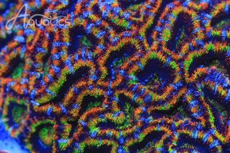 Coral Care Series: Acanthastrea / Micromussa