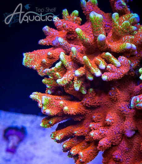 Saltwater Tank Maintenance: How to Take Care of Your Aquarium