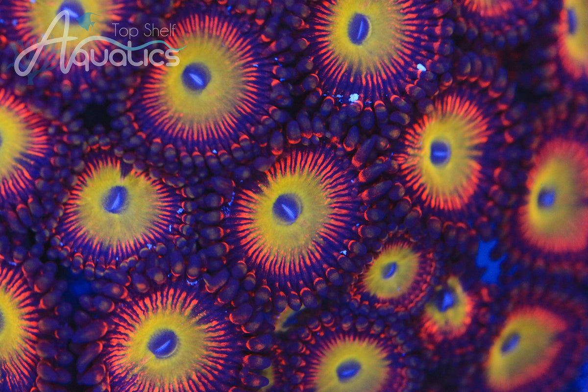 Coral Care Series Zoanthids and Palythoas Top Shelf Aquatics