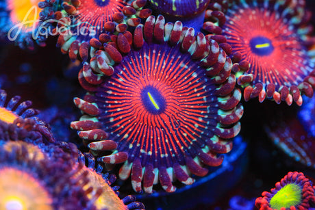 A Beginner's Guide to Saltwater Aquariums: Intro