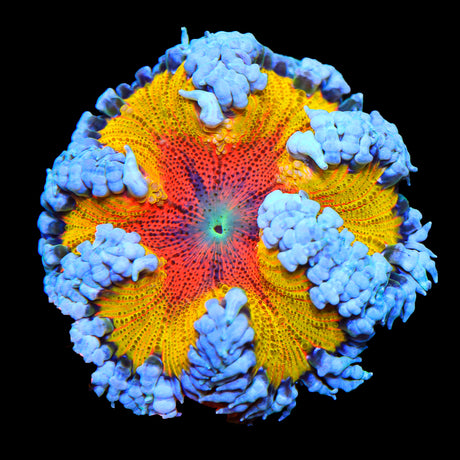 Coral Care Series: Rock Flower Anemones