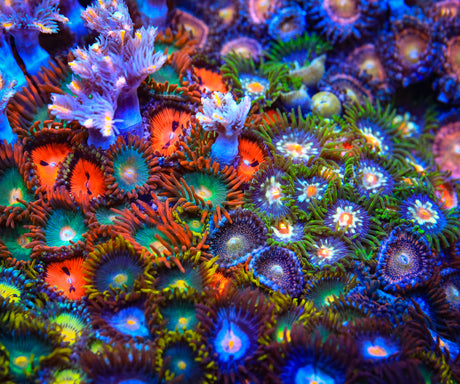 Top 10 Zoanthids