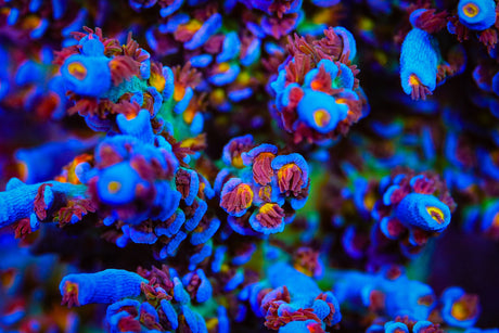 The Secrets Behind Coral Coloration in Aquariums