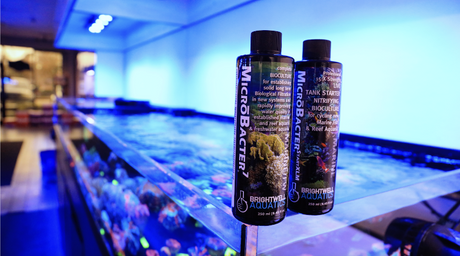 Bacteria Blooms: A Microscopic War