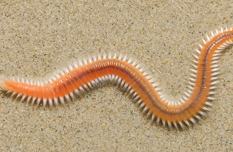Understanding Bristle Worms: Are They Beneficial or Detrimental?