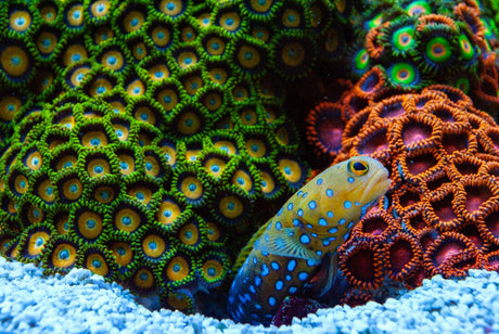 Blue Spotted Jawfish infront of zoanthid garden