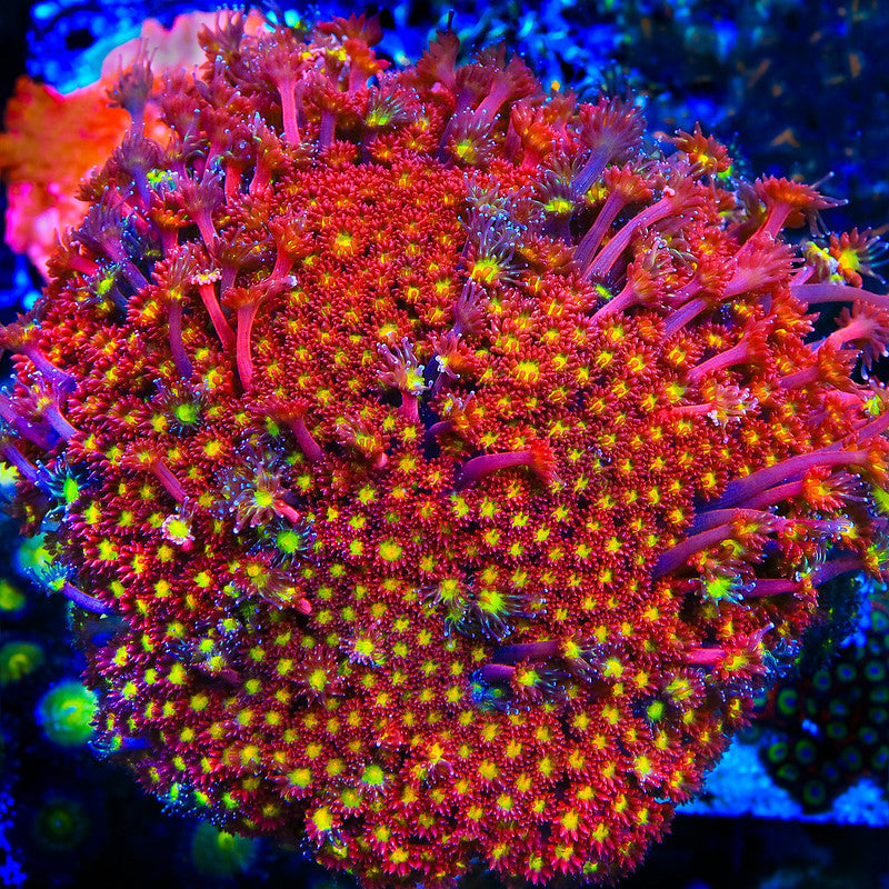 Flower Pot Coral Care: Complete Guide to Keeping Flowerpot Corals Thriving