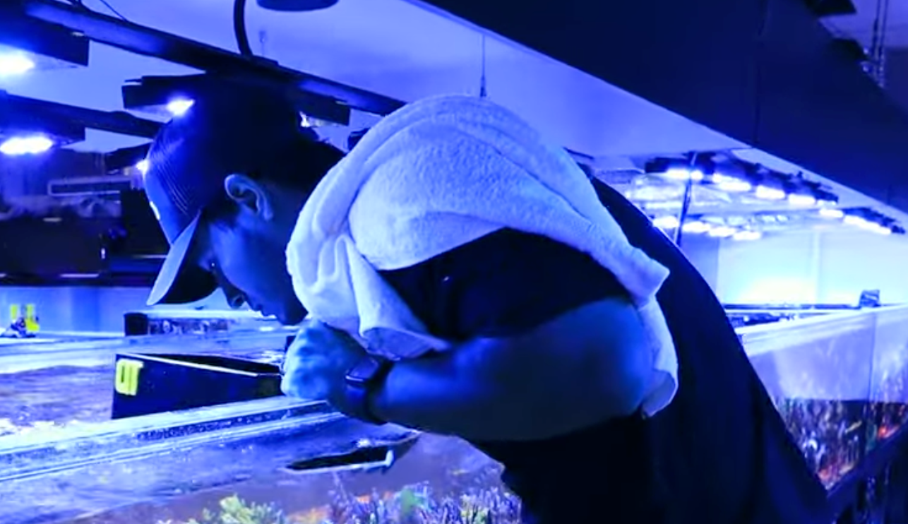 SPS Coral Lighting: PAR, Spectrum, and Photoperiod Explained