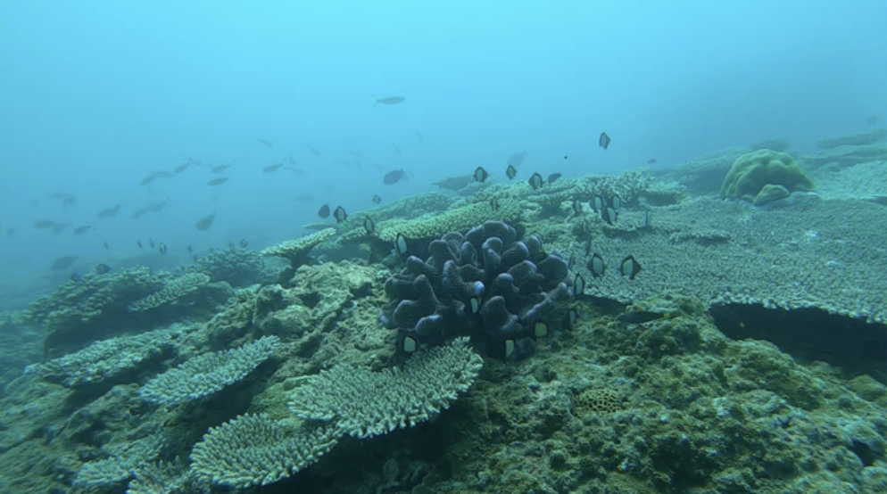 The Foundations of Coral Reef Survival