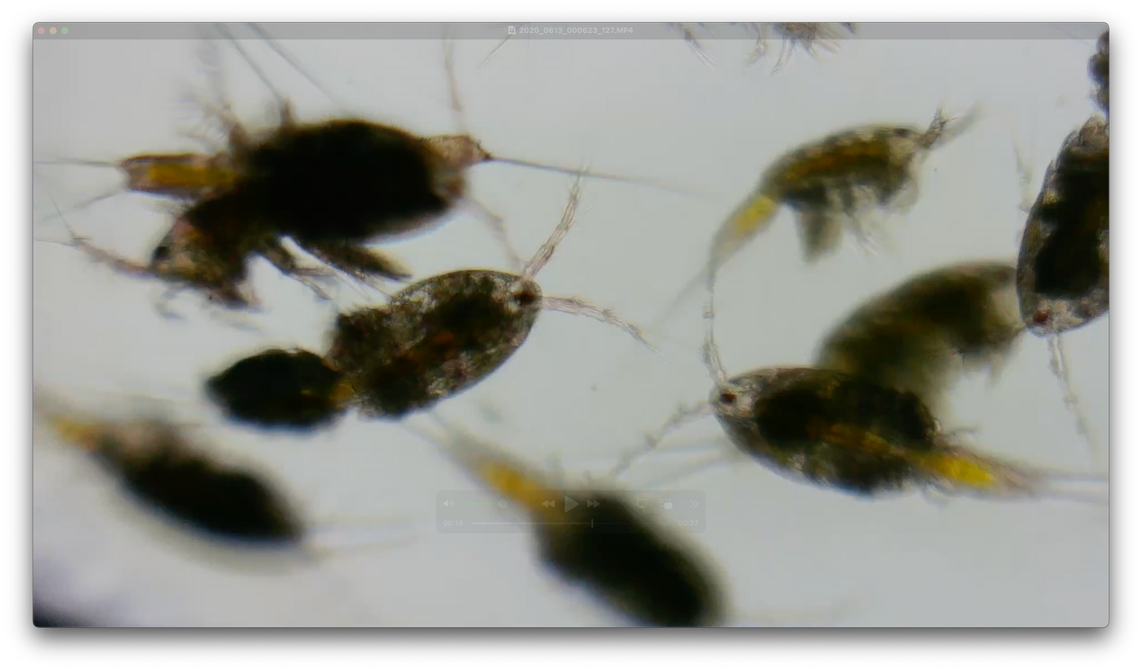 Comparing Copepod Species: Apocyclops vs. Tigriopus vs. Tisbe