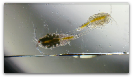 What Are Copepods and Why Your Reef Tank Needs Them