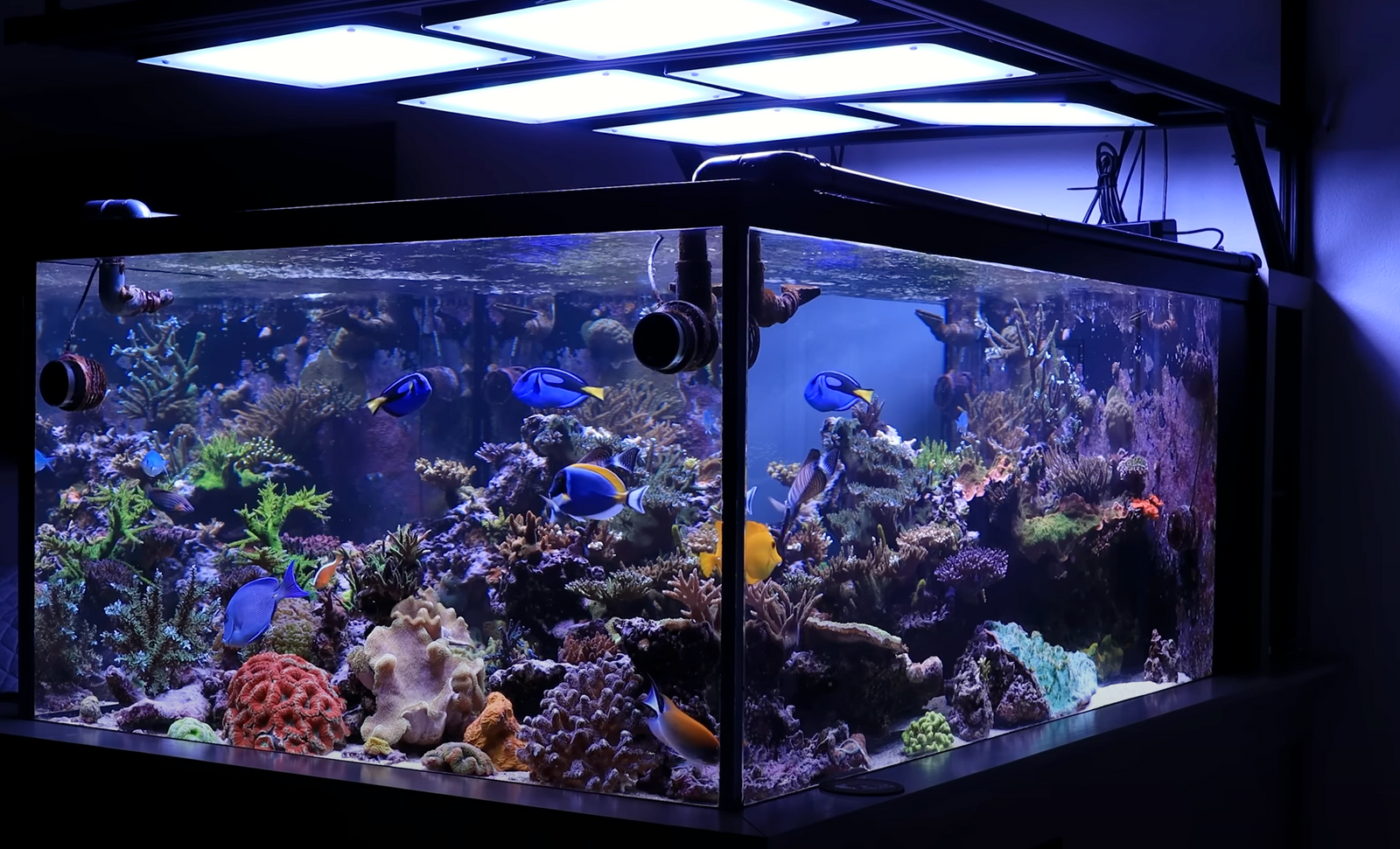 How to Quarantine Saltwater Fish – Step-by-Step Guide
