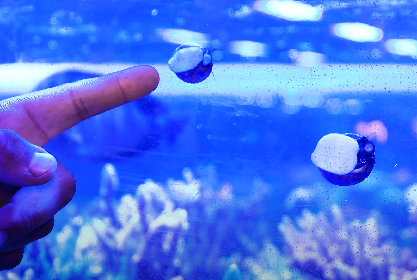 Comprehensive Guide to Turbo Snails for Your Aquarium