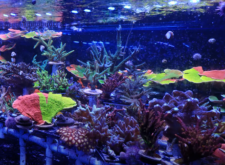 The Ultimate Guide to SPS Corals: Care, Placement, and Best Practices