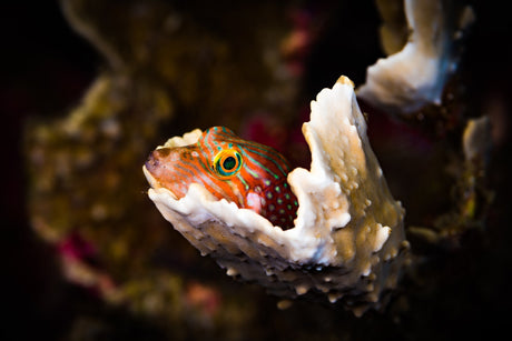 Do Fish Sleep? The Surprising Truth About Underwater Rest