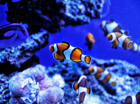Best Saltwater Fish for Beginners