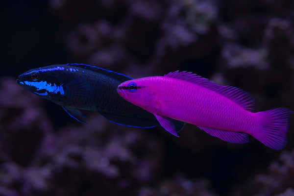 Orchid Dottyback and Springeri Dottyback — Best Dottybacks for Community Reefs: A Guide to Peaceful & Colorful Species