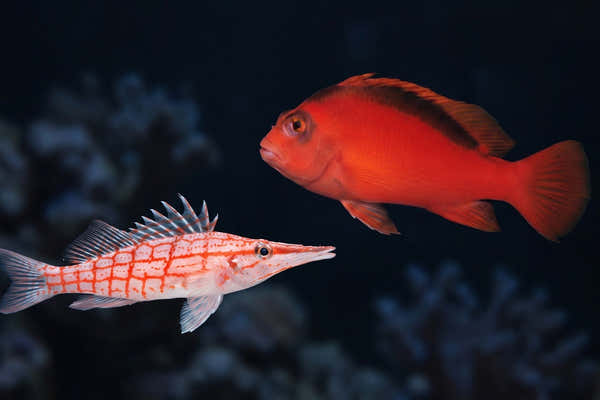 Flame Hawkfish and Longnose Hawkfish — Best Hawkfish for Reef Tanks