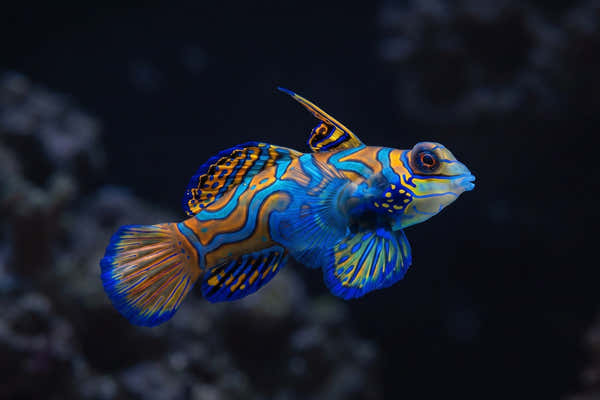 Green Mandarin Dragonet — Best Copepods for Dragonets: A Complete Guide for Your Reef Tank