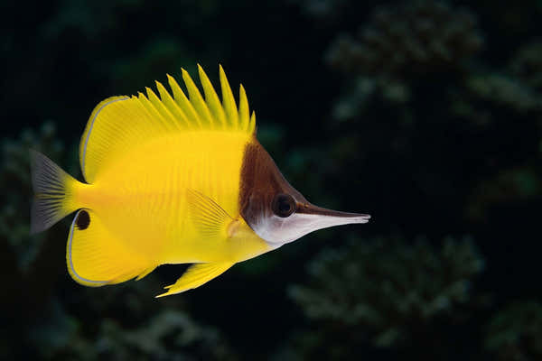 Longnose Butterflyfish — The Ultimate Guide to Butterflyfish Tank Size & Swimming Needs