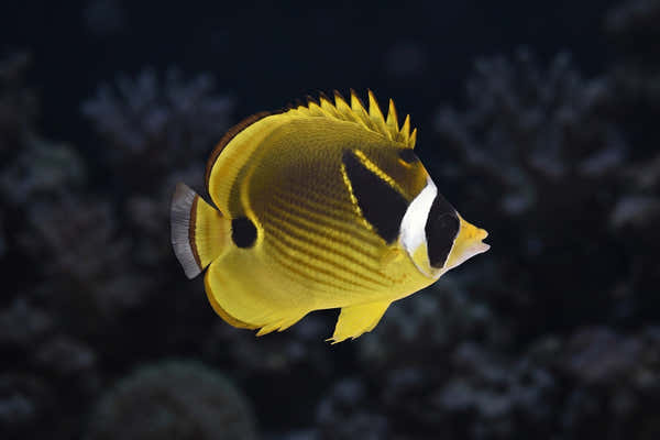 Raccoon Butterflyfish — Coral Nipping in Your Reef Tank: Why It Happens and How to Stop It