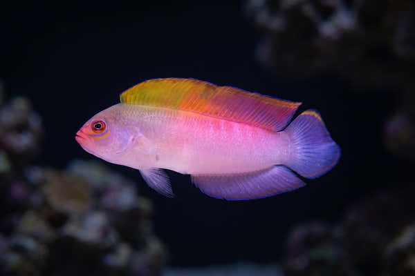 Australian Multi Color Dottyback — The Dottyback Dilemma: A Guide to Territory, Caves, and Tank Compatibility