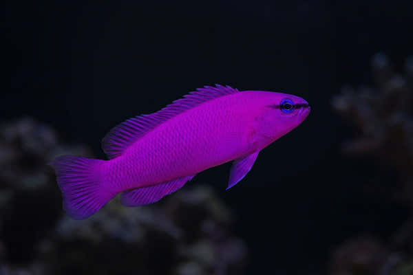 Orchid Dottyback — Dottybacks and Shrimp: A Complete Reef Tank Compatibility Guide