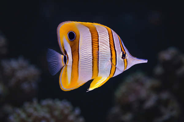Copperband Butterflyfish — A Hobbyist's Guide: Successfully Feeding Difficult Butterflyfish