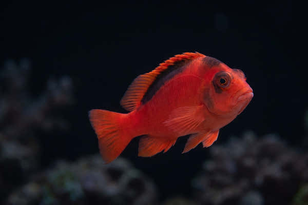 Flame Hawkfish — Hawkfish Tank Size and Territory Needs