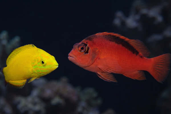 Flame Hawkfish and Yellow Coris Wrasse — Hawkfish vs Wrasse Compatibility