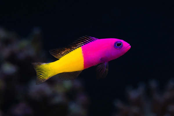 Bicolor Dottyback — A Reef Keeper's Guide to Managing Aggression in Small Saltwater Tanks