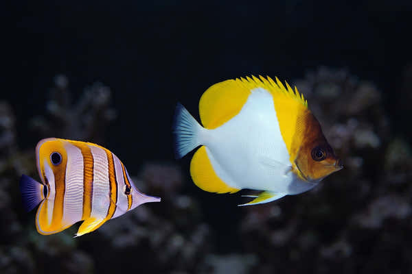 Pyramid Butterflyfish and Copperband Butterflyfish — Best Reef-Safe Butterflyfish for Your Aquarium