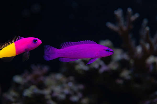 Orchid Dottyback and Bicolor Dottyback — Orchid Dottyback vs. Traditional Dottybacks: A Complete Comparison for Reefkeepers