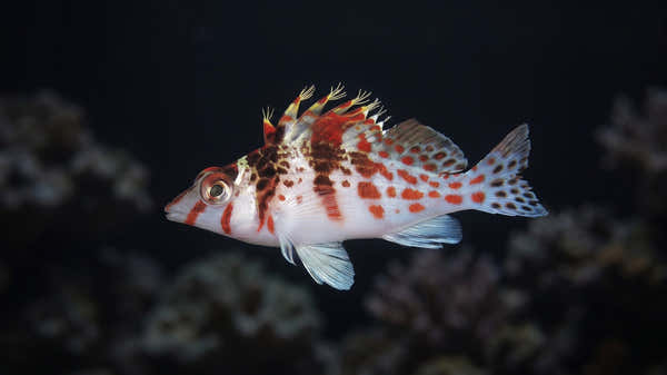 Falco Hawkfish — Perching Behavior and Coral Damage