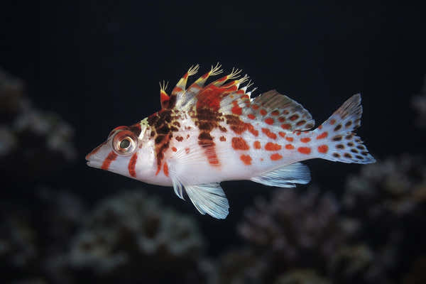 Falco Hawkfish — Perching Behavior and Coral Damage