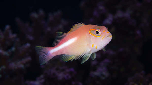 Arc Eye Hawkfish — Which Hawkfish Eat Shrimp