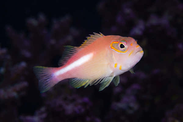 Arc Eye Hawkfish — Which Hawkfish Eat Shrimp