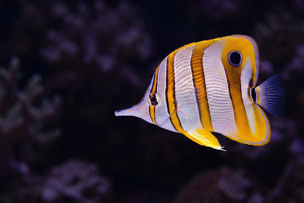 Copperband Butterflyfish — Why Butterflyfish Fail in Reef Tanks: A Complete Guide to Success