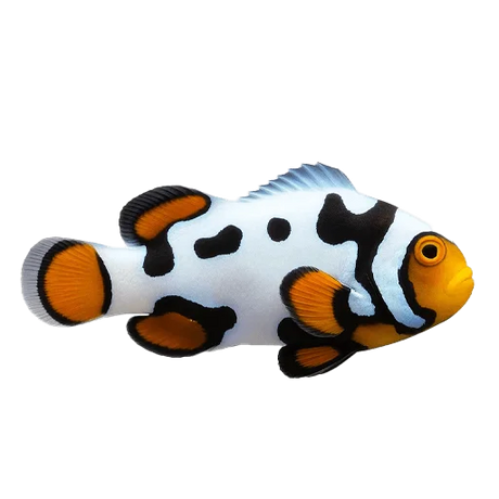 Clownfish