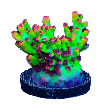 Acropora