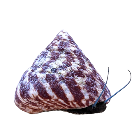 Saltwater Aquarium Snails