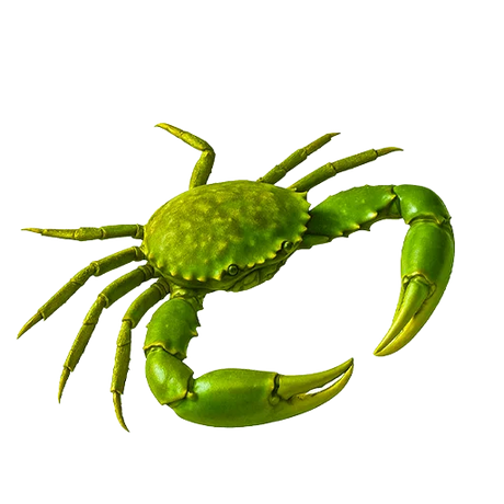 Saltwater Aquarium Crabs