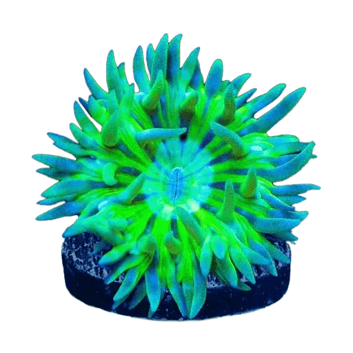 Corals under $50 – Top Shelf Aquatics