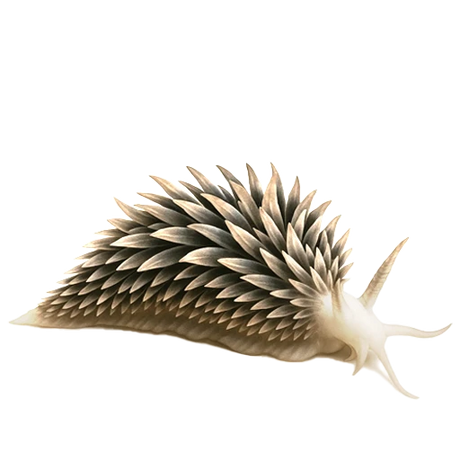 Berghia Nudibranch
