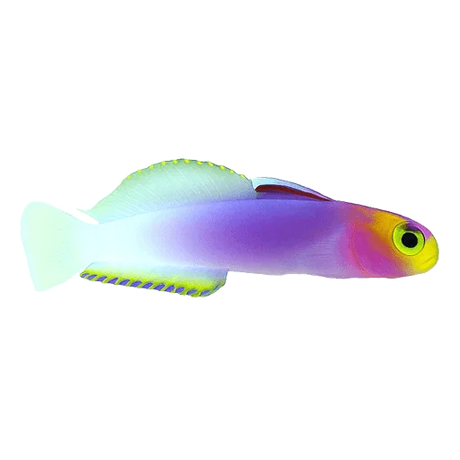 Gobies