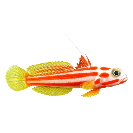 Nano Fish